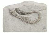 Fossil Crinoid (Camptocrinus) - Crawfordsville, Indiana #197641-1